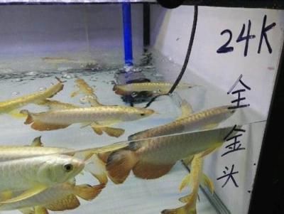 頂級龍魚批發(fā)市場：頂級龍魚批發(fā)市場信息
