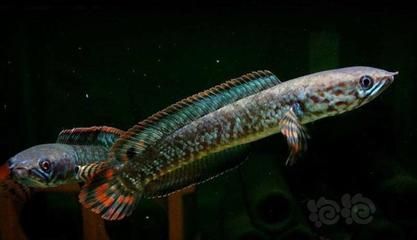 雷龍魚和龍魚（雷龍魚與龍魚混養(yǎng)注意事項,如何鑒別優(yōu)質(zhì)雷龍魚） 雷龍魚和龍魚（雷龍魚與龍魚混養(yǎng)注意事項,如何鑒別優(yōu)質(zhì)雷龍魚） 龍魚百科 第3張