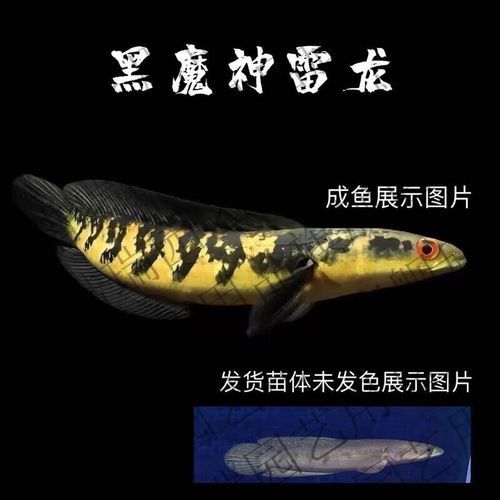 最好看的雷龍魚
