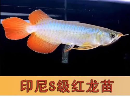 如何讓龍魚發色更好呢圖片 如何讓龍魚發色更好呢圖片 龍魚百科 第1張