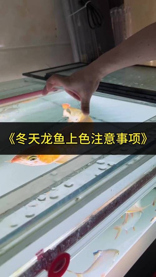 如何讓龍魚發色更好呢圖片 如何讓龍魚發色更好呢圖片 龍魚百科 第35張