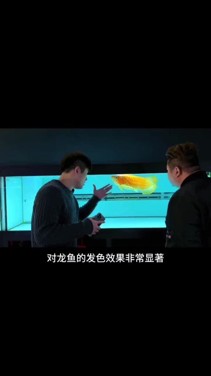 如何讓龍魚發色更好呢圖片 如何讓龍魚發色更好呢圖片 龍魚百科 第39張