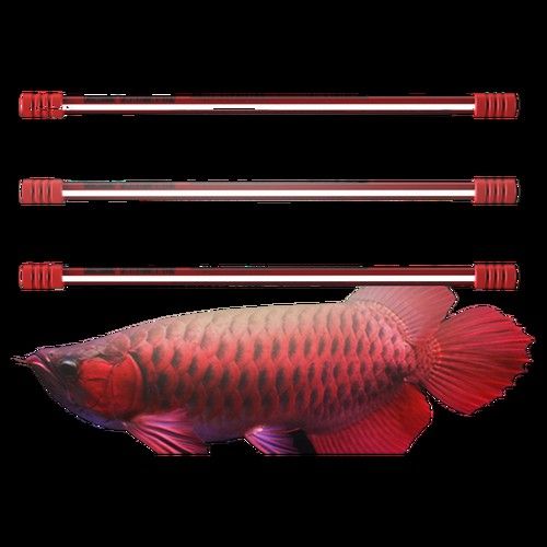 如何讓龍魚發色更好呢圖片 如何讓龍魚發色更好呢圖片 龍魚百科 第43張