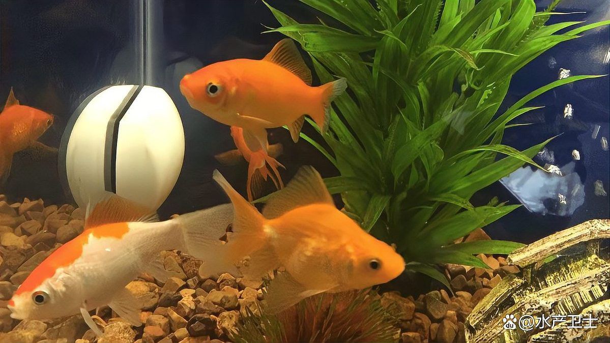 紅龍魚用什么水養好看 紅龍魚用什么水養好看 龍魚百科 第7張