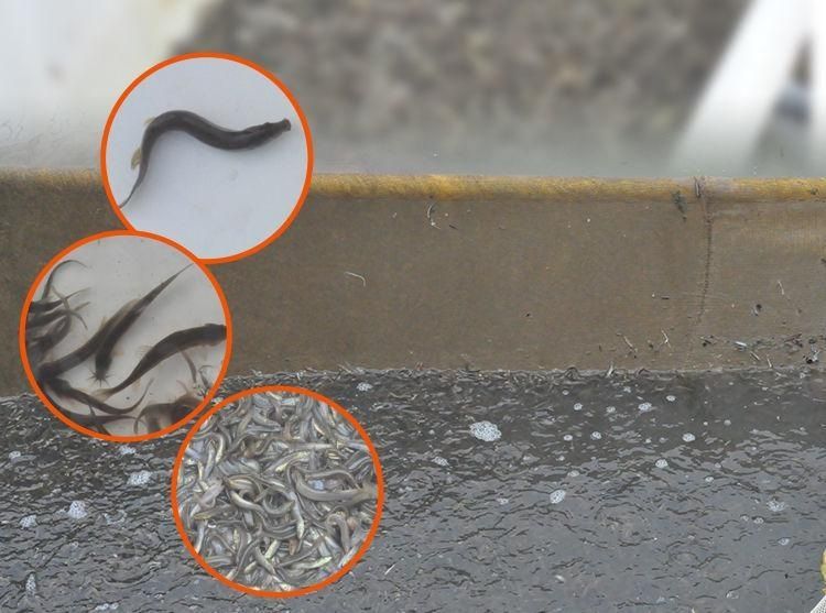 龍魚活餌如何消毒（龍魚活餌殺菌處理方法） 龍魚活餌如何消毒（龍魚活餌殺菌處理方法） 龍魚百科 第5張