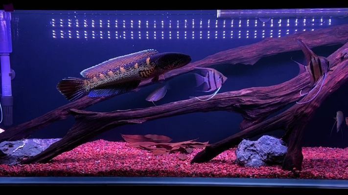 哪種雷龍魚能混養：如何判斷雷龍魚的領地意識