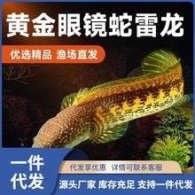 雷龍魚價格表圖片