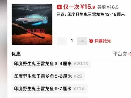 雷龍魚價格表圖片