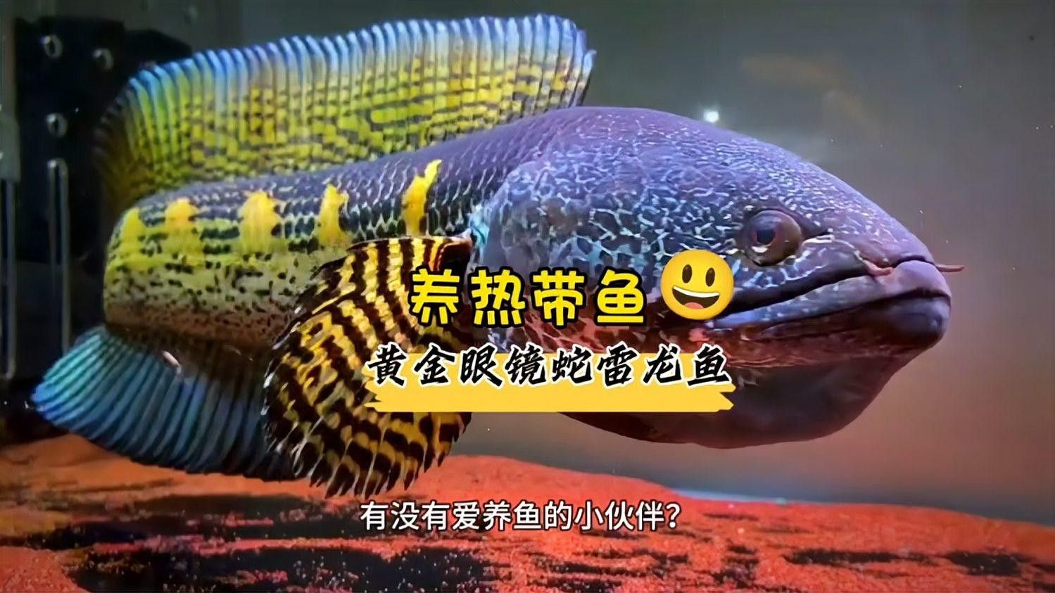 雷龍魚價格表圖片