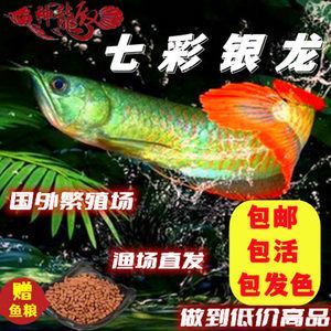銀龍魚苗成長期營養需求：銀龍魚苗在成長期的具體營養需求分析