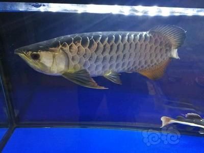 50公分龍魚多少錢一條（50公分的龍魚價格因品種和品相不同而有所差異）