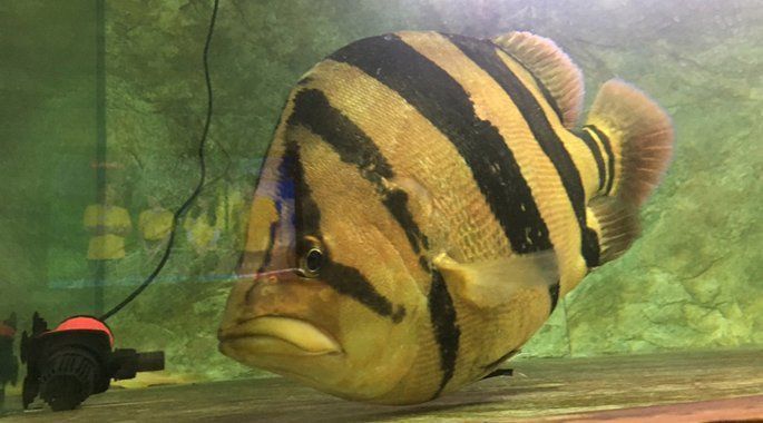 龍魚之巔魚缸論壇