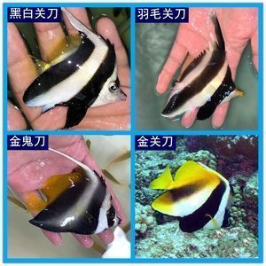 龍魚缸改海水缸好嗎：龍魚缸改成海水缸可行嗎