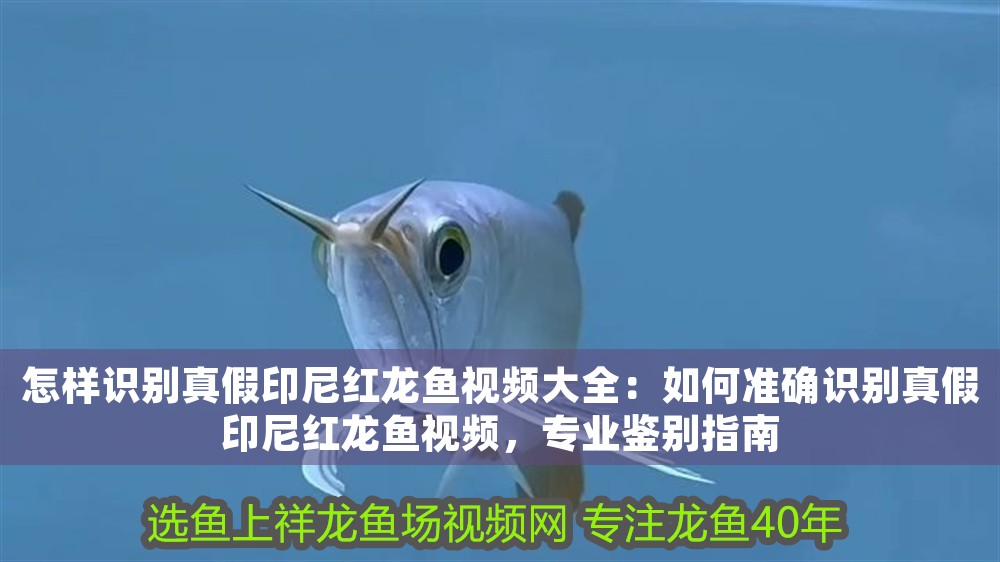 怎樣識別真假印尼紅龍魚視頻大全：如何準確識別真假印尼紅龍魚視頻，專業鑒別指南 怎樣識別真假印尼紅龍魚視頻大全：如何準確識別真假印尼紅龍魚視頻，專業鑒別指南 龍魚百科 第1張
