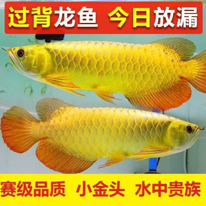 哪里有金龍魚苗賣啊