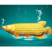 金龍魚魚王多少錢：金龍魚價(jià)格是多少
