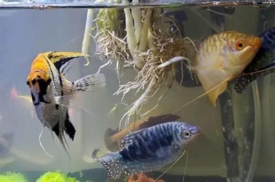 龍魚虎魚水溫多少適合換水：冬季養龍魚虎魚技巧,龍魚虎魚混養注意事項