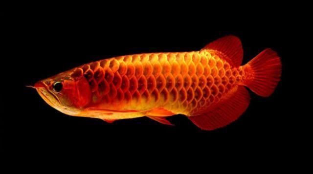 龍魚一段時(shí)間 絕食會(huì)死嗎：龍魚一段時(shí)間絕食會(huì)死嗎