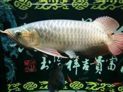 養(yǎng)龍魚怎么造景：養(yǎng)殖龍魚造景的關(guān)鍵要點(diǎn)，養(yǎng)龍魚造景的關(guān)鍵要點(diǎn)