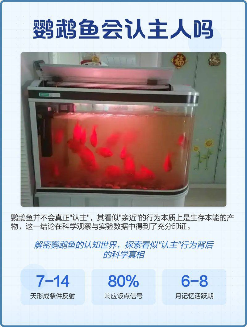 迷你鸚鵡魚會認主人嗎