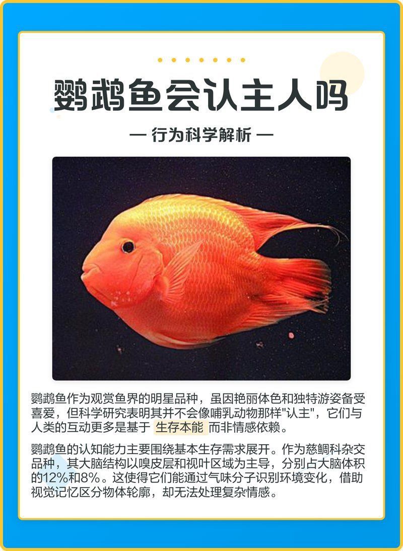 迷你鸚鵡魚會認主人嗎