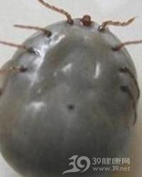 龍魚寄生蟲治療周期一般多久？