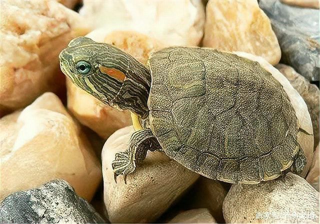 魚死了主人會倒霉嗎