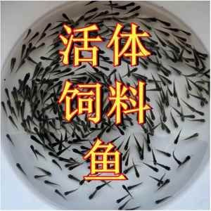 金龍魚(yú)吃麥穗魚(yú)么：金龍可以吃麥穗魚(yú)嗎？
