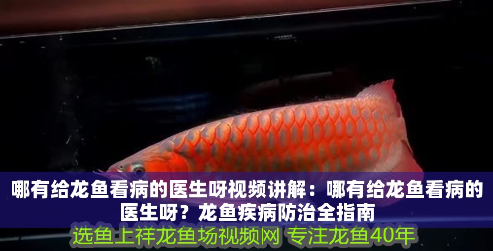 哪有給龍魚看病的醫(yī)生呀視頻講解：哪有給龍魚看病的醫(yī)生呀？龍魚疾病防治全指南