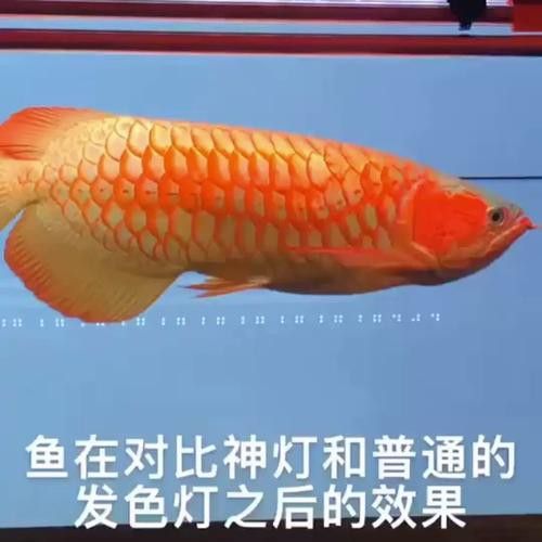 推薦幾款性價比高的LED龍魚燈 推薦幾款性價比高的LED龍魚燈 龍魚百科 第9張