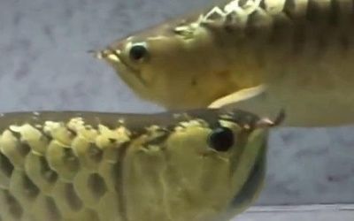 金龍魚家養好嗎，金龍魚的養殖方法 金龍魚家養好嗎，金龍魚的養殖方法 龍魚百科 第5張