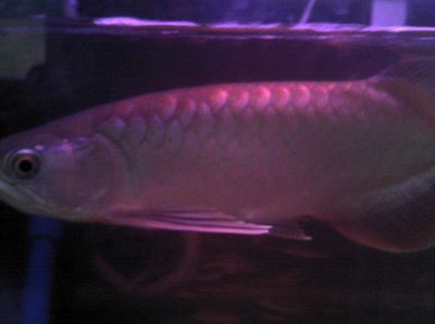 金龍魚家養好嗎，金龍魚的養殖方法 金龍魚家養好嗎，金龍魚的養殖方法 龍魚百科 第2張