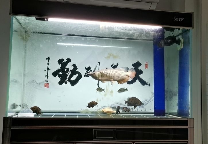 龍魚用青霉素鈉的作用：青霉素鈉在龍魚養殖中的作用