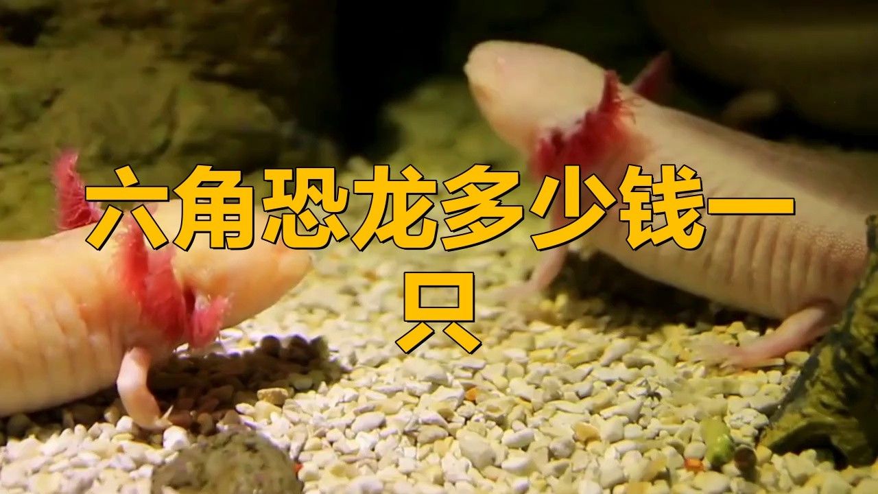 六腳恐龍魚價格 六腳恐龍魚價格 龍魚百科 第5張