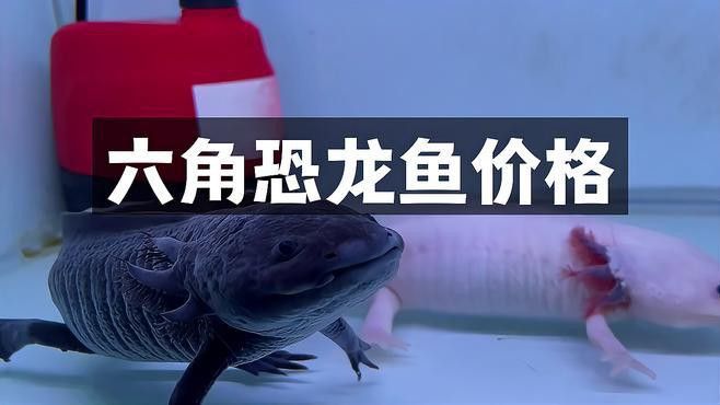 六腳恐龍魚價格 六腳恐龍魚價格 龍魚百科 第3張