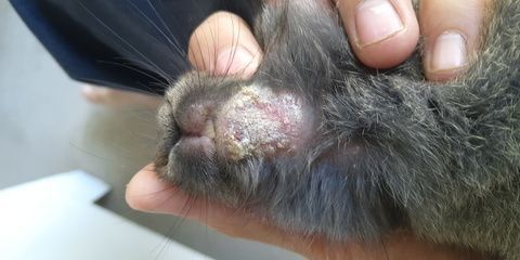 龍魚下巴長疙瘩咋回事（龍魚下巴長疙瘩是怎么回事？） 龍魚下巴長疙瘩咋回事（龍魚下巴長疙瘩是怎么回事？） 龍魚百科 第5張