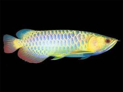 龍魚批發市場在哪里:如何辨別龍魚健康狀況 龍魚百科 第4張 龍魚批發市場在哪里:如何辨別龍魚健康狀況 龍魚批發市場在哪里:如何辨別龍魚健康狀況 龍魚百科 第4張