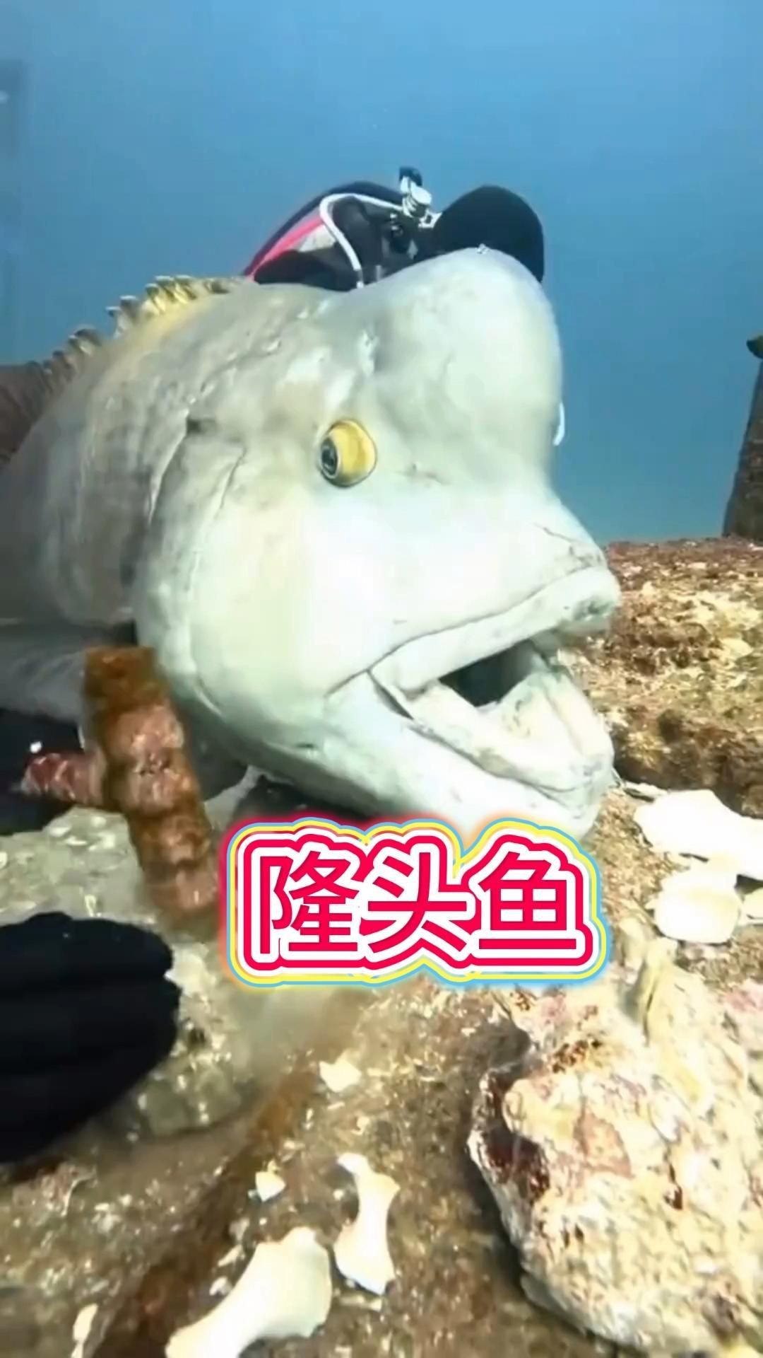 綠龍青龍小型隆頭魚