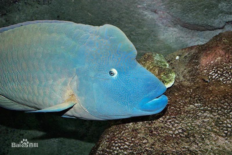 綠龍青龍小型隆頭魚