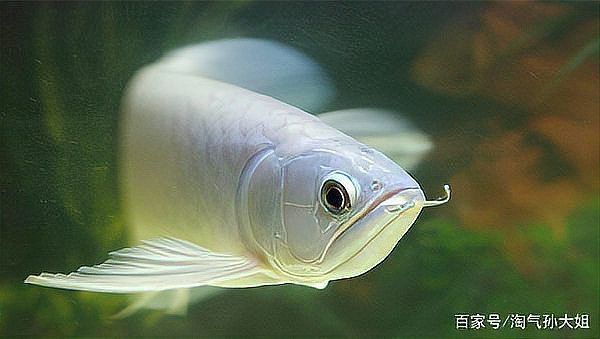 綠龍青龍小型隆頭魚