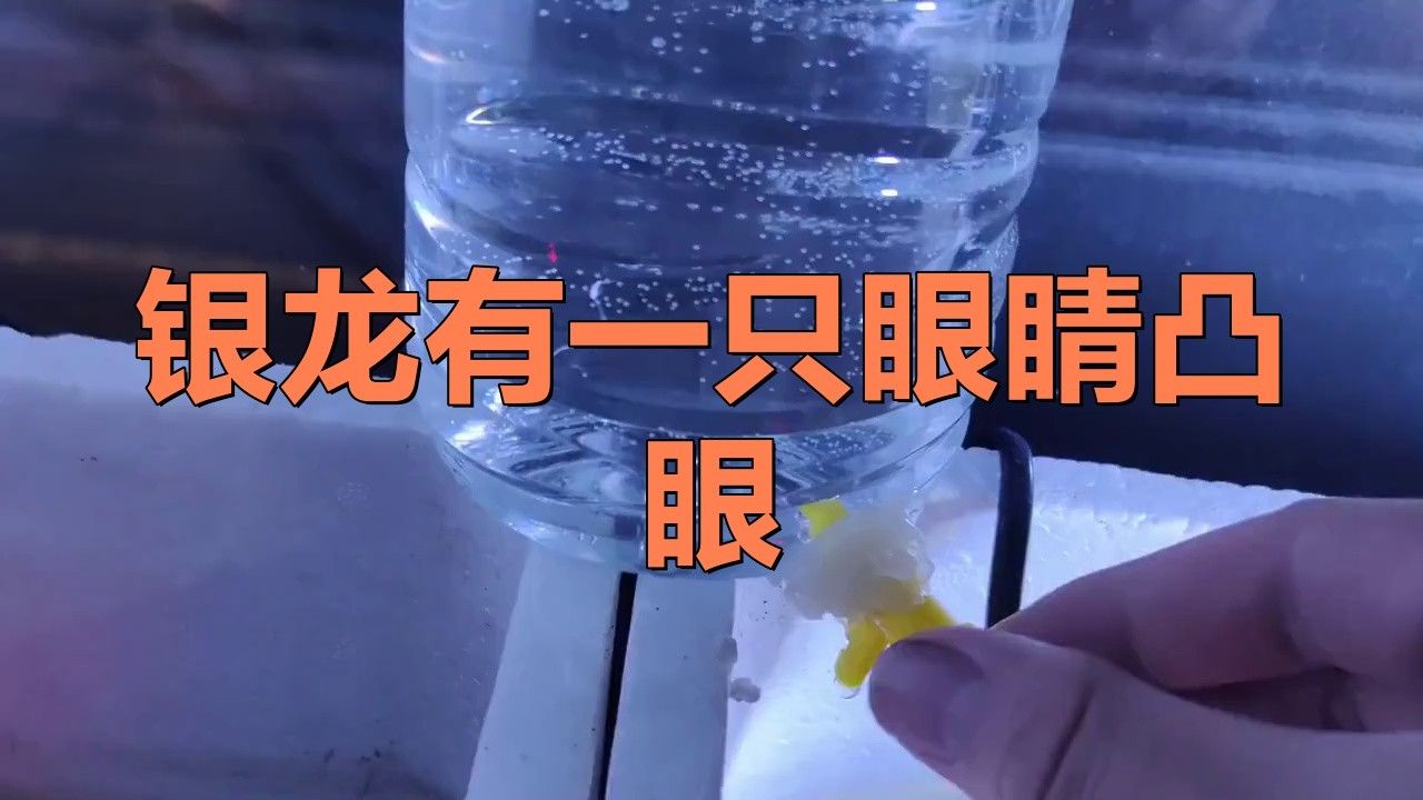 如何處理已經凸眼的龍魚？