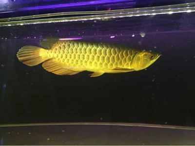 25厘米的龍魚配多大的虎魚好看些：關于虎魚混養的問題