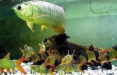 金龍魚繁殖水質管理要點（金龍魚繁殖水質管理的關鍵要點）