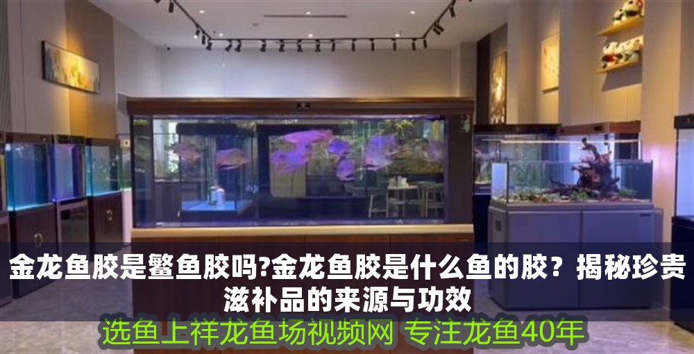 金龍魚膠是鳘魚膠嗎?金龍魚膠是什么魚的膠？揭秘珍貴滋補品的來源與功效