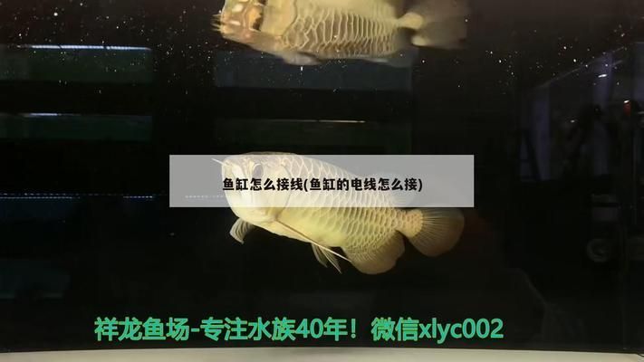 <strong><mark>杭州</mark></strong>金龍魚批發市場在哪里，<strong><mark>杭州</mark></strong>金龍魚批發市場