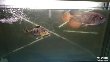 杭州金龍魚批發(fā)市場(chǎng)在哪里，杭州金龍魚批發(fā)市場(chǎng)