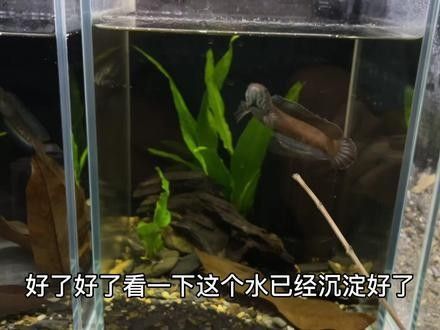 雷龍魚缸造景圖片大全集