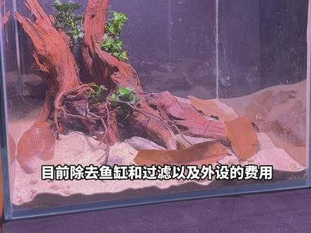 雷龍魚缸造景圖片大全集
