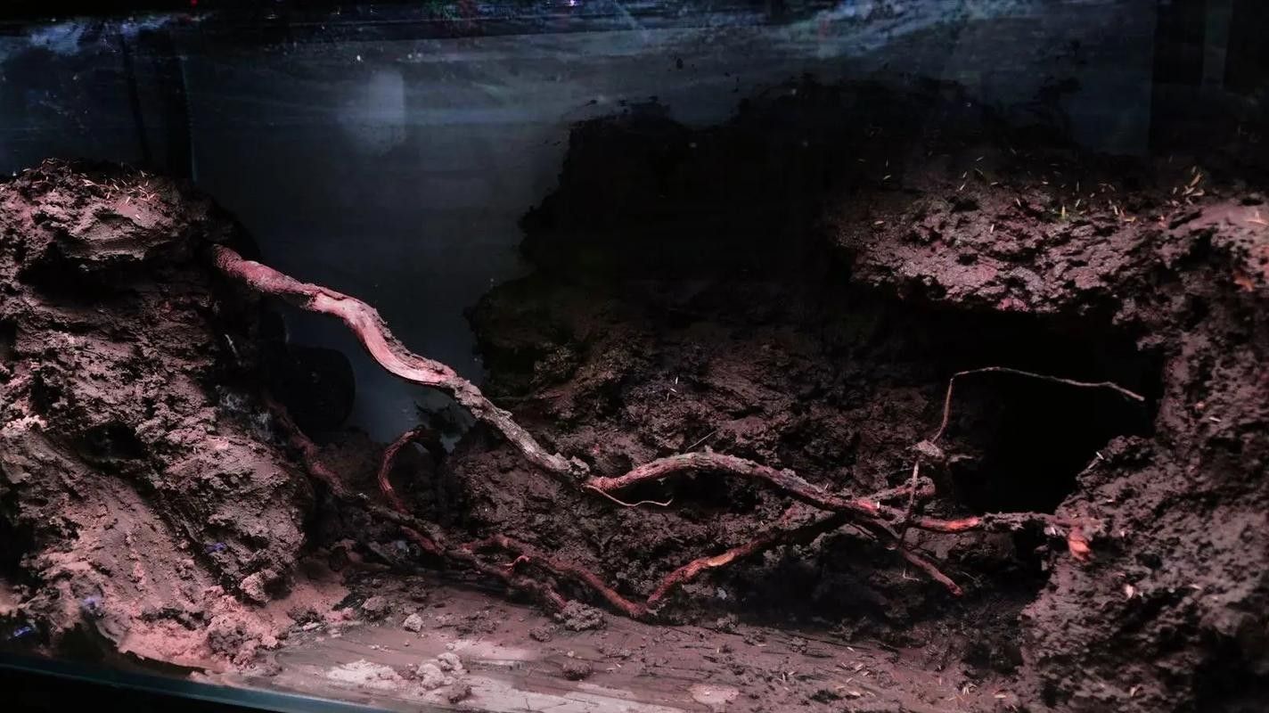 雷龍魚缸造景圖片大全集