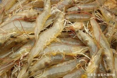 龍魚喂基圍蝦好嗎怎么喂：龍魚喂基圍蝦好嗎